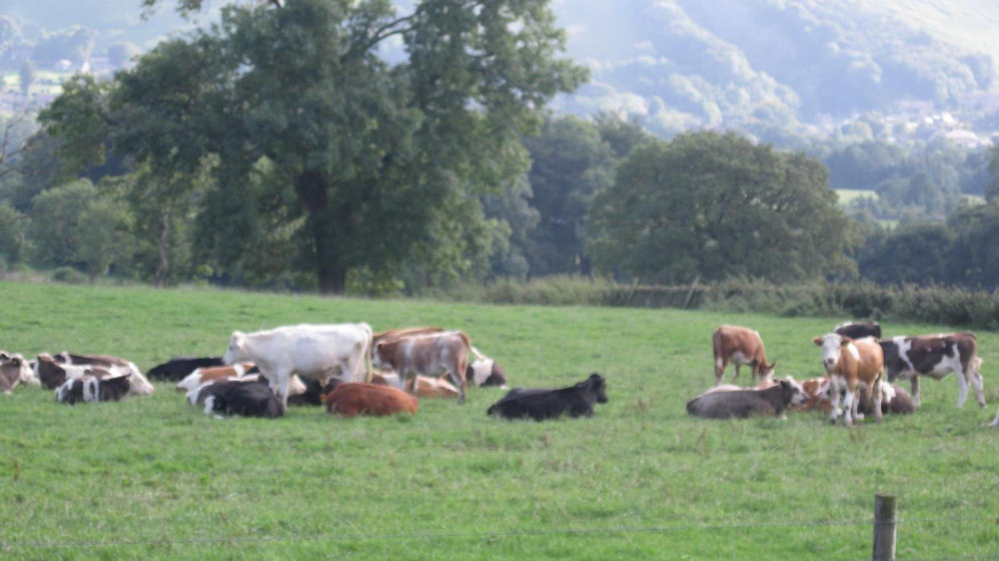 Riding House Farm Cottages Castleton  Bagian luar foto