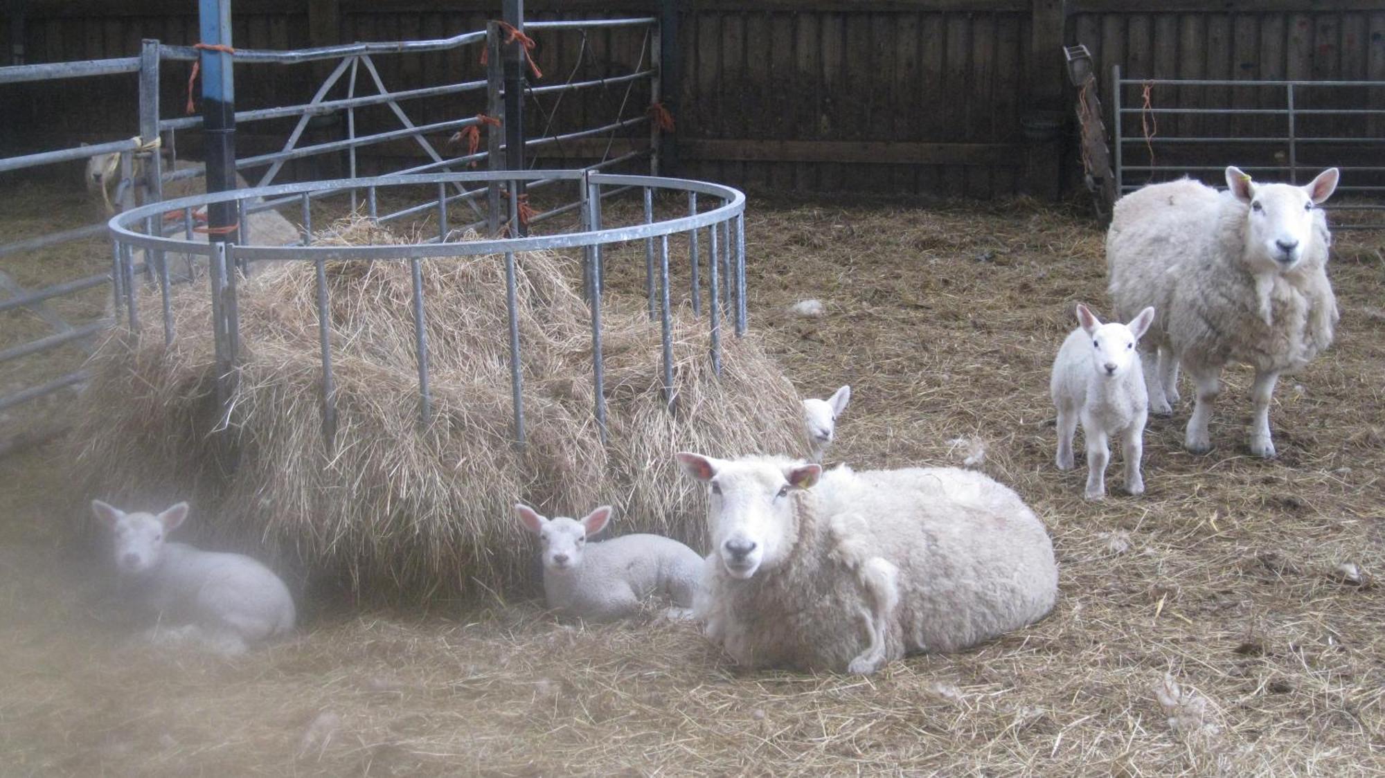 Riding House Farm Cottages Castleton  Bagian luar foto